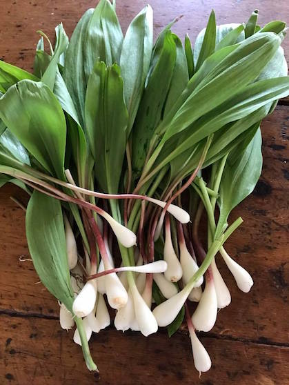 May Recipe of the Month: Spring Mix Risotto with Ramp Pesto